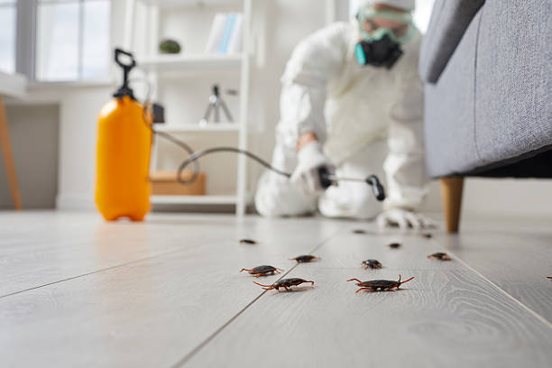 Commercial Kitchen Cockroach Control in Rockwell City